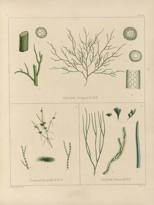 Cryptogamic botany of the Antarctic voyage of H.M. Discovery ships Erebus and Terror in the years 1839 Pl.60