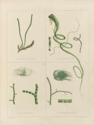 Cryptogamic botany of the Antarctic voyage of H.M. Discovery ships Erebus and Terror in the years 1839 Pl.62 — size preview