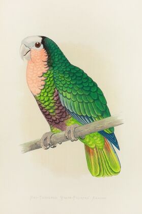 Cuban Parrot, or Red-Throated White-Headed Amazon (1884-1887) — size preview
