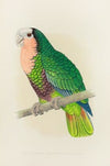 Cuban Parrot, or Red-Throated White-Headed Amazon (1884-1887)