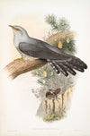 Cuculus canorus. Cuckoo. (1862-1873)