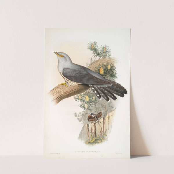 Cuculus canorus. Cuckoo. (1862-1873) by John Gould