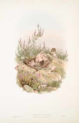 Cuculus canorus. Young ejecting its nestling Companions. (1862-1873)