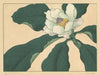 Cucumber tree flowers