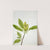 Cucumber Tree (Magnolia scuminata) (1938) by Mary Vaux Walcott