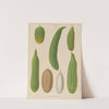 Cucumbers (1876-1886) by Ernst Benary