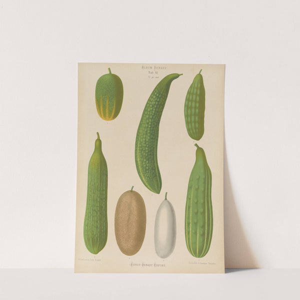Cucumbers (1876-1886) by Ernst Benary