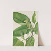 Cucumbertree (Magnolia acuminata) (1922) by Mary Vaux Walcott