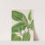 Cucumbertree (Magnolia acuminata) (1922) by Mary Vaux Walcott