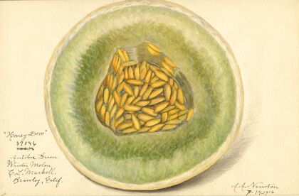 Cucumis melo: Honey Dew