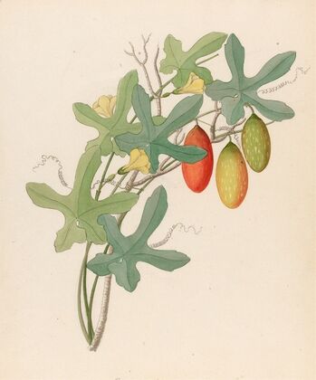 Cucumis, Melothria pendula [Coccinea quinqueloba]