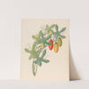 Cucumis, Melothria pendula [Coccinea quinqueloba] by Clemenz Heinrich Wehdemann