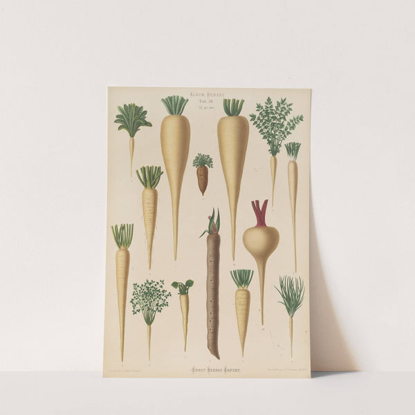 Culinary Roots (1876-1886) by Ernst Benary
