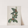 Cultivated Medlar (Mespilus germanica) (c. 1800) by Gerard van Spaendonck
