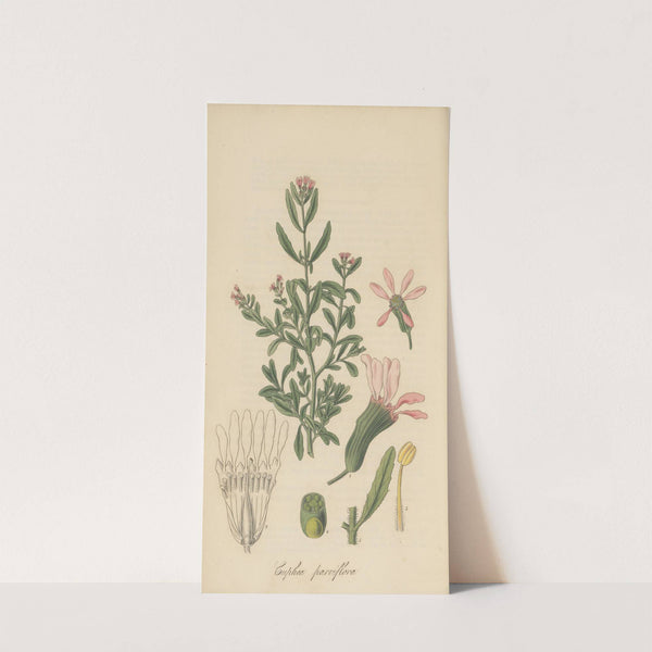 Cuphea Parviflora by William Jackson Hooker