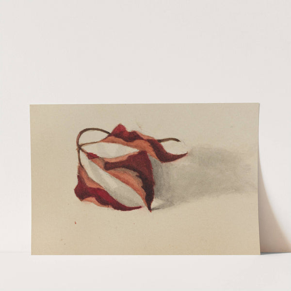 Curled Autumn Leaves (1872) by Mary Vaux Walcott