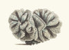 Curled Madrepore