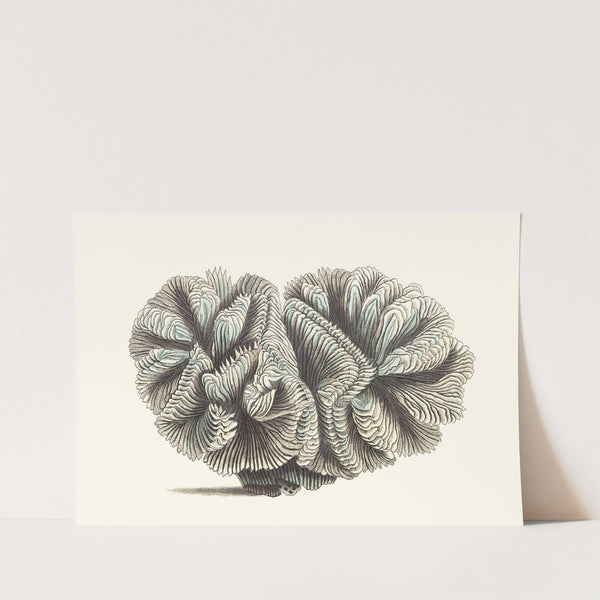 Curled Madrepore by George Shaw