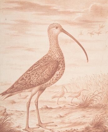 Curlews and Ducks