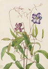 Untitled (1875)