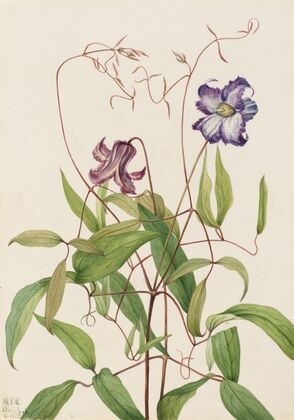 Untitled (1875)