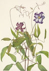 Purple Pentstemon. Pentstemon lyallii