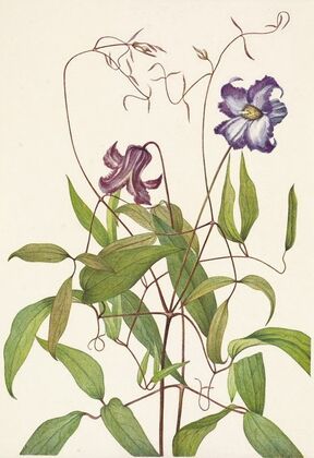 Purple Pentstemon. Pentstemon lyallii