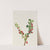 Currant (unfinished) (Ribes species) by Mary Vaux Walcott