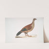 Curria Partridge, Perdix Hardwickii. by John Edward Gray