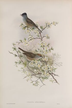 Curruca atricapilla. Blackcap. (1862-1873)