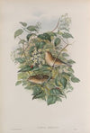 Curruca hortensis. Garden Warbler. (1862-1873)