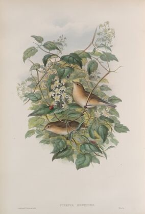Curruca hortensis. Garden Warbler. (1862-1873)