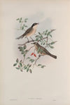 Curruca orphea. Orphean Warbler. (1862-1873)