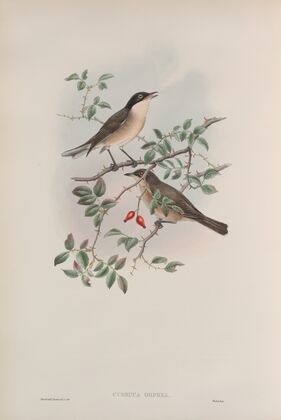 Curruca orphea. Orphean Warbler. (1862-1873)