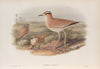Cursorius gallicus. Cream-coloured Courser. (1862-1873)