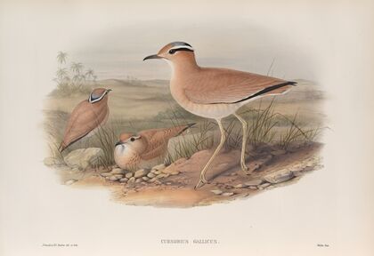 Cursorius gallicus. Cream-coloured Courser. (1862-1873)