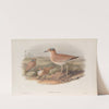 Cursorius gallicus. Cream-coloured Courser. (1862-1873) by John Gould