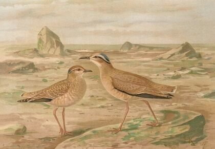 Cursorius gallicus