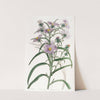 Curve-leaved Aster (1815-1819) by Sydenham Edwards