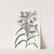 Curve-leaved Aster (1815-1819) by Sydenham Edwards