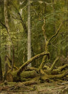 Cut down oak (1890s)