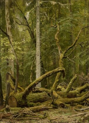 Cut down oak (1890s)