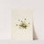 Cut-Leaf Fleabane (Erigeron compositus) (1916) by Mary Vaux Walcott