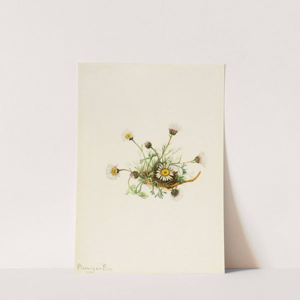 Cut-Leaf Fleabane (Erigeron compositus) (1916) by Mary Vaux Walcott