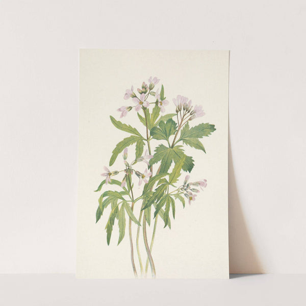 Cut Toothwort. Dentaria laciniata (1925) by Mary Vaux Walcott