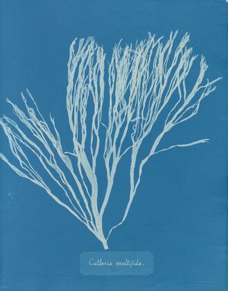 Cutleria multifida
