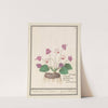 Cyclaam (Cyclamen) Varckens Brood. Ciclamen. pain de Pourceaux (1596-1610) by Anselmus Boëtius de Boodt