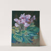 Cyclamen by Klara Hasslwander