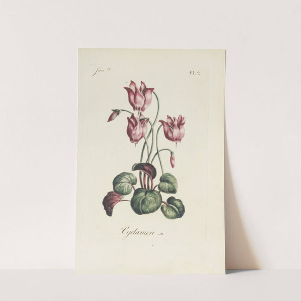 Cyclamen by Carington Bowles