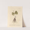 Cyclamen-leaved asarum by Elizabeth Blackwell